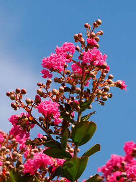 Closeup crape myrtle or crepeflower flowering on blue sky background