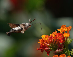 A hummingbird hawk-moth, macroglossum stellatarum, hovering above lantana camara flowers to feed on pollen with a long proboscis against a defocused background.  © Nigel Harris