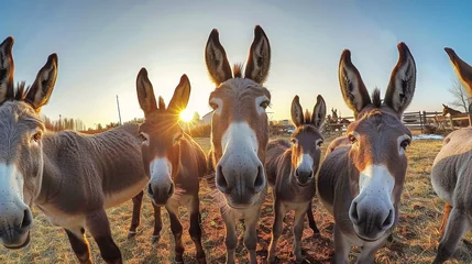 Fotobehang A group of donkeys gathered together in a field, standing and observing their surroundings © Anoo