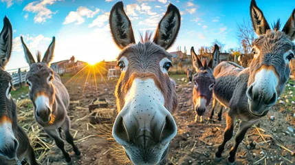 Tuinposter Two donkeys of varying colors standing side by side in a dirt field under a clear sky © Anoo