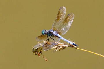Blue Dasher dragonfly - 769661059