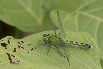 Female Eastern Pondhawk Dragonfly resting