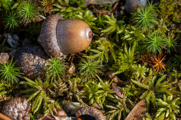 Acorn on forest floor resting in green moss