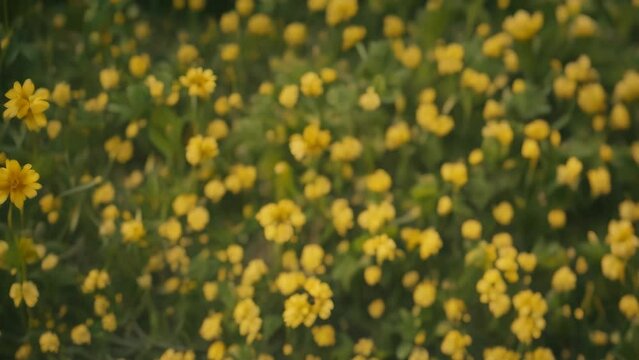 Aerial view of yellow bulb-field. 4k video animation