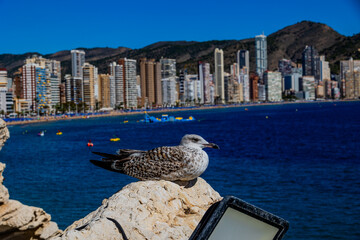  panorama of the Spanish city of Benidorm on a sunny day