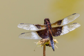 widow skimmer Dragonfly on branch - 769662272