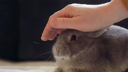 A human hand gently pets a calm gray dwarf rabbit on dark background. Pet care and bonding. Animal...