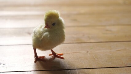 Small cute tiny newborn baby chicks on wooden floor. Pedigree dutch chickens. Close up