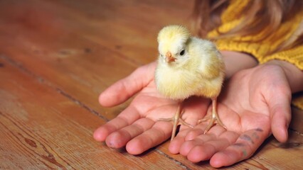 Child hands holding yellow newborn baby chick. Pedigree dutch chicken in palms. Communication of...