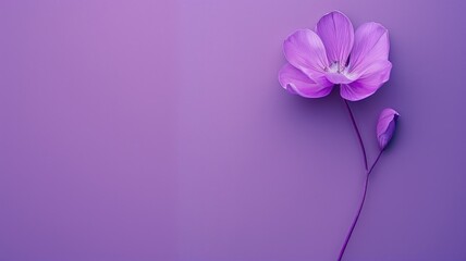 A single purple flower with a petal falling onto plain background.