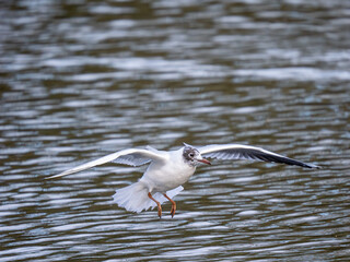 Black-headed Gull Flying Over a Lake