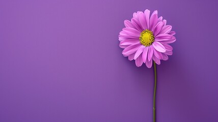 A single pink daisy against a smooth purple background with ample copy space on the left side.