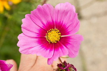 Close-up of a pink cosmos flower growing in a flowerbed