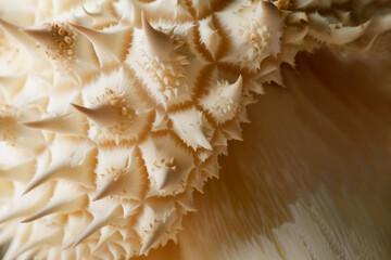 close-up of Hericium erinaceus mushrooms Fungus Abstract natural background poster design