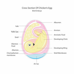 Egg embryo anatomy. Bird and chicken embryo diagram. Cross section. Egg embryo. Detailed birds and...