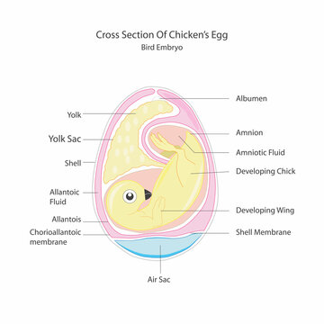 Egg embryo anatomy. Bird and chicken embryo diagram. Cross section. Egg embryo. Detailed birds and chickens reproductive system.Vector illustration