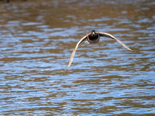 Male Mallard Duck Flying For a Lake