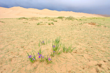 Wild iris flower on Gobi desert, Mongolia