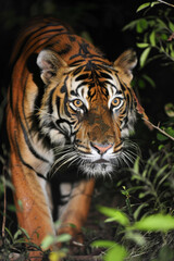 Obraz premium Bengal tiger spotted in Chiang Mai night safari