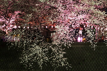 色とりどりにライトアップされた満開の桜