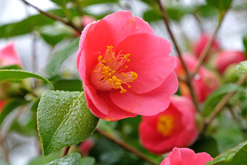Pink and yellow single Camellia japonica 'Koto no kaori'  in flower.