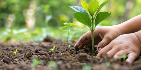 A close-up of hands planting a tree sapling. 