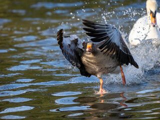 Greylag Goose Taking Off on a Lake