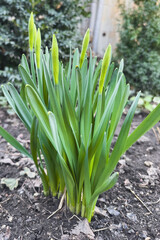 Spring daffodils sprout from the ground. The beginning of spring.