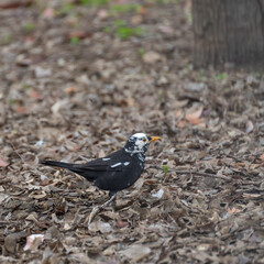 Rare specimen of white-headed blackbird (Turdus merula) in a park in Granada (Spain)