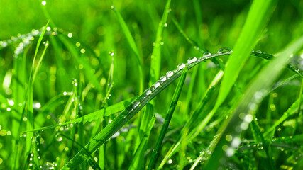 grass with dew drops