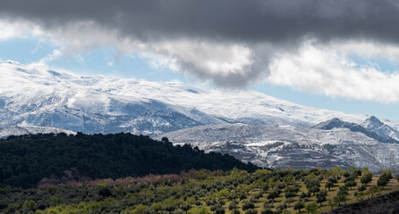 Landscape of Sierra Nevada (Granada Spain) from the green fields of olive and almond trees