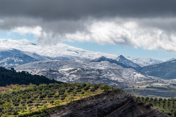 Landscape of Sierra Nevada (Granada Spain) from the green fields of olive and almond trees