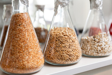 Samples of  encrustied and processed grains in a glass test tubes in agrochemistry lab. - 769670428