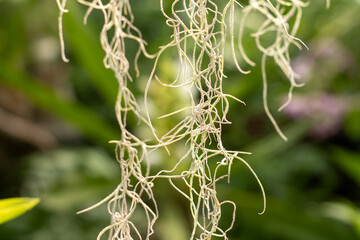 Delicate Fern Fronds Green Leaves