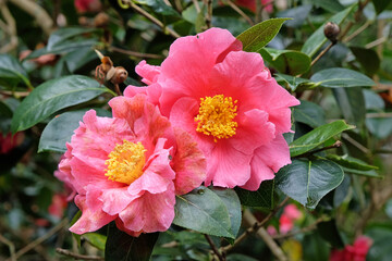Large red and yellow single Camellia japonica 'Milo Rowell' in flower.