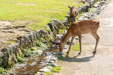 水を飲む鹿