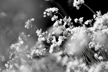 White and black background with allium flower - obrazy, fototapety, plakaty