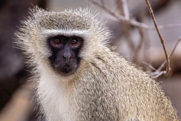 close up of a baboon at kruger nationalpark south africa - obrazy, fototapety, plakaty