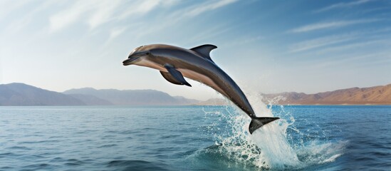 A marine mammal, the dolphin, gracefully leaps out of the liquid, creating a beautiful event in the sky with its fin cutting through the water and wind