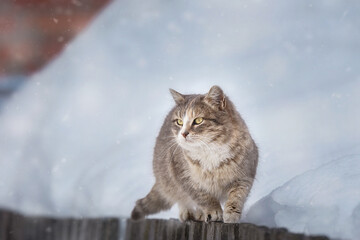 Cat outdoors in snowy winter. Cat siting in snow near fir tree... - 769677406
