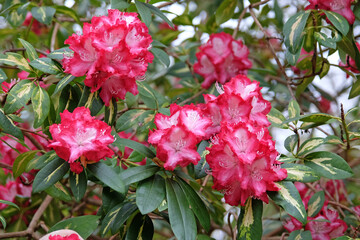 Red and white variegated broadleaf Rhododendron in flower.