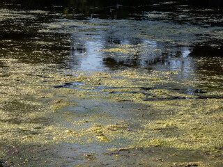 View of a pond with water surface covered with green blooming algae. Thick layer of algae in water
