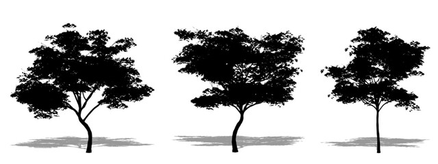 Set or collection of Japanese Maple trees as a black silhouette on white background. Concept or conceptual vector for nature, planet, ecology and conservation, strength, endurance and  beauty