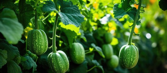 A cluster of verdant watermelons ripening on a vine, showcasing natures bounty in the form of a staple food rich in nutrients - obrazy, fototapety, plakaty