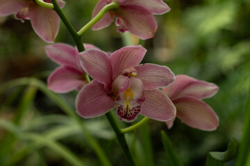 Obraz premium Soft Pink Orchid Elegance Flowers