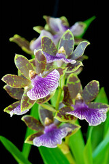 Zygopetalum orchid with green, brown and purple flowers