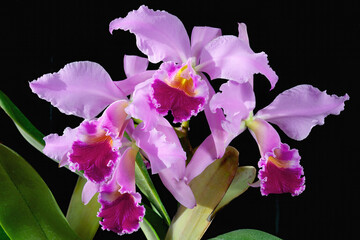 Cattleya jenmanii 'Momochi', a cultivar of an orchid species with pink and violet flowers