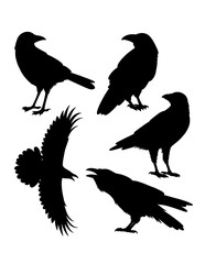Crow bird poultry animal silhouette