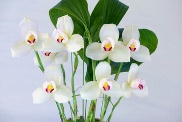 Lycaste rakuhoku miyabi, an orchid with unusual flowers with three main petals. White with red and yellow lip
