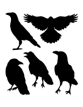 Crow bird pose poultry animal silhouette